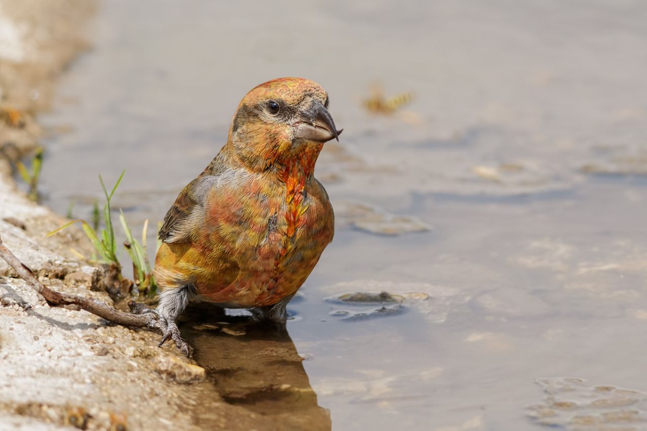 Crociere (Loxia curvirostra)